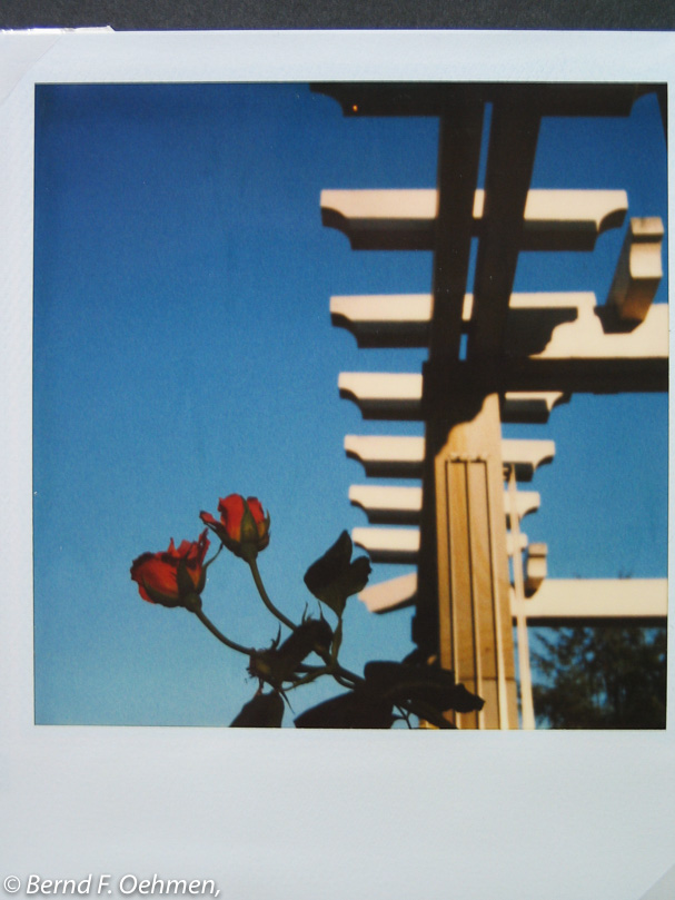 Rose SX-70 Print