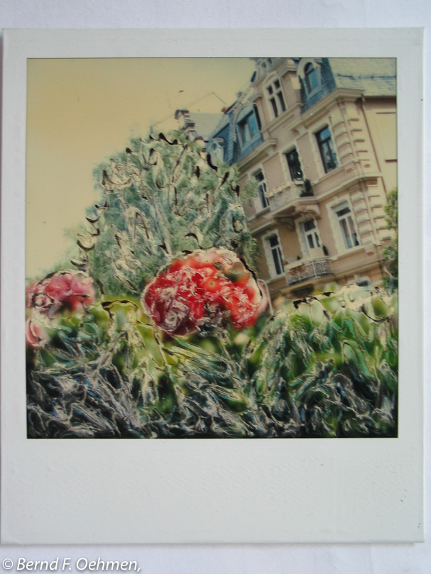 Geranie    manipulierter SX-70 Print