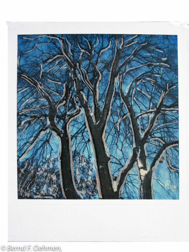 Bäume    manipulierter SX-70 Print