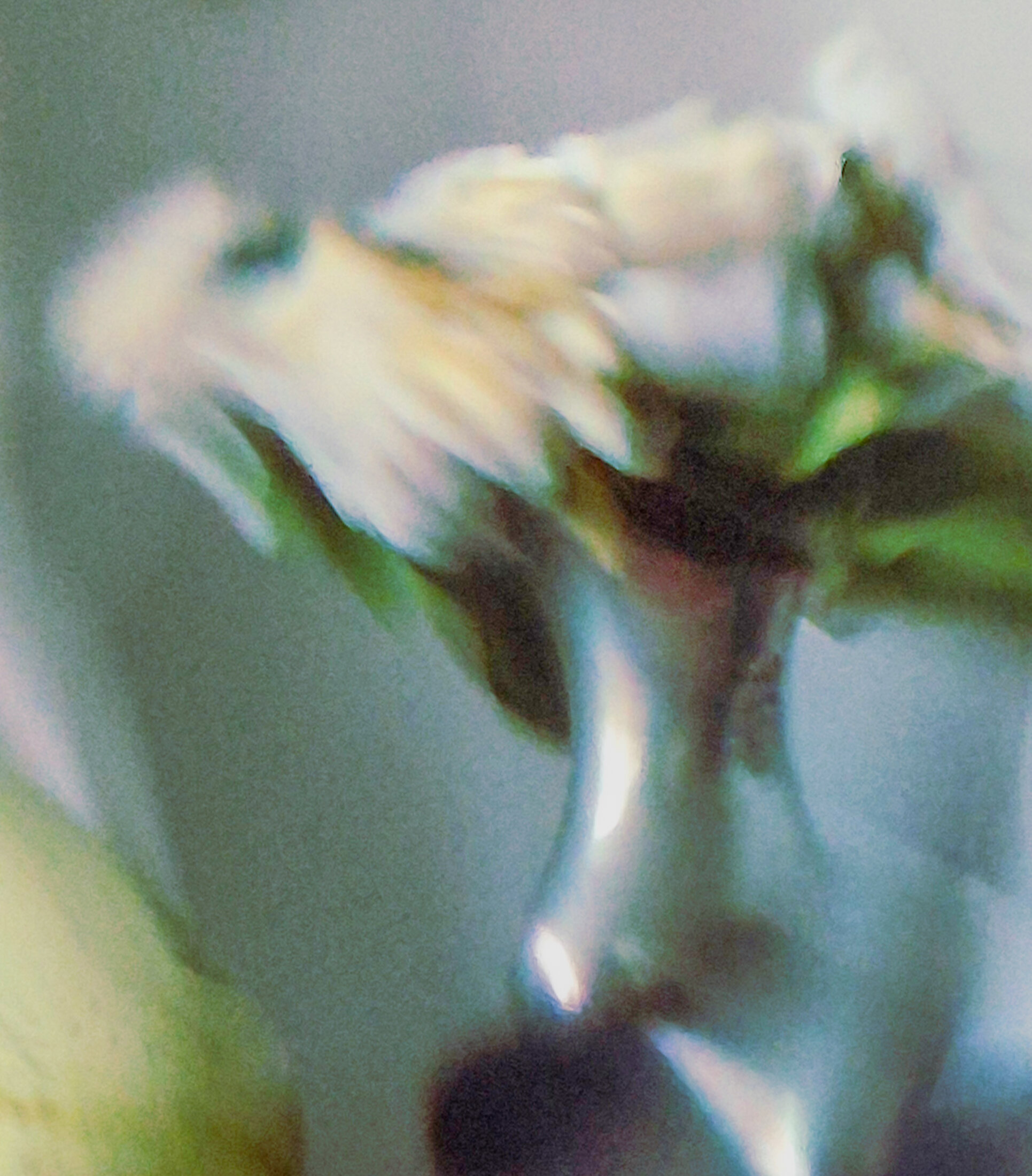 Weiße Blüte