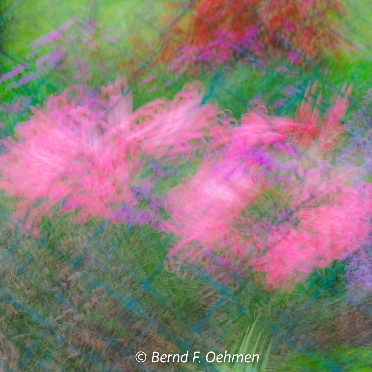 Sommerwiese