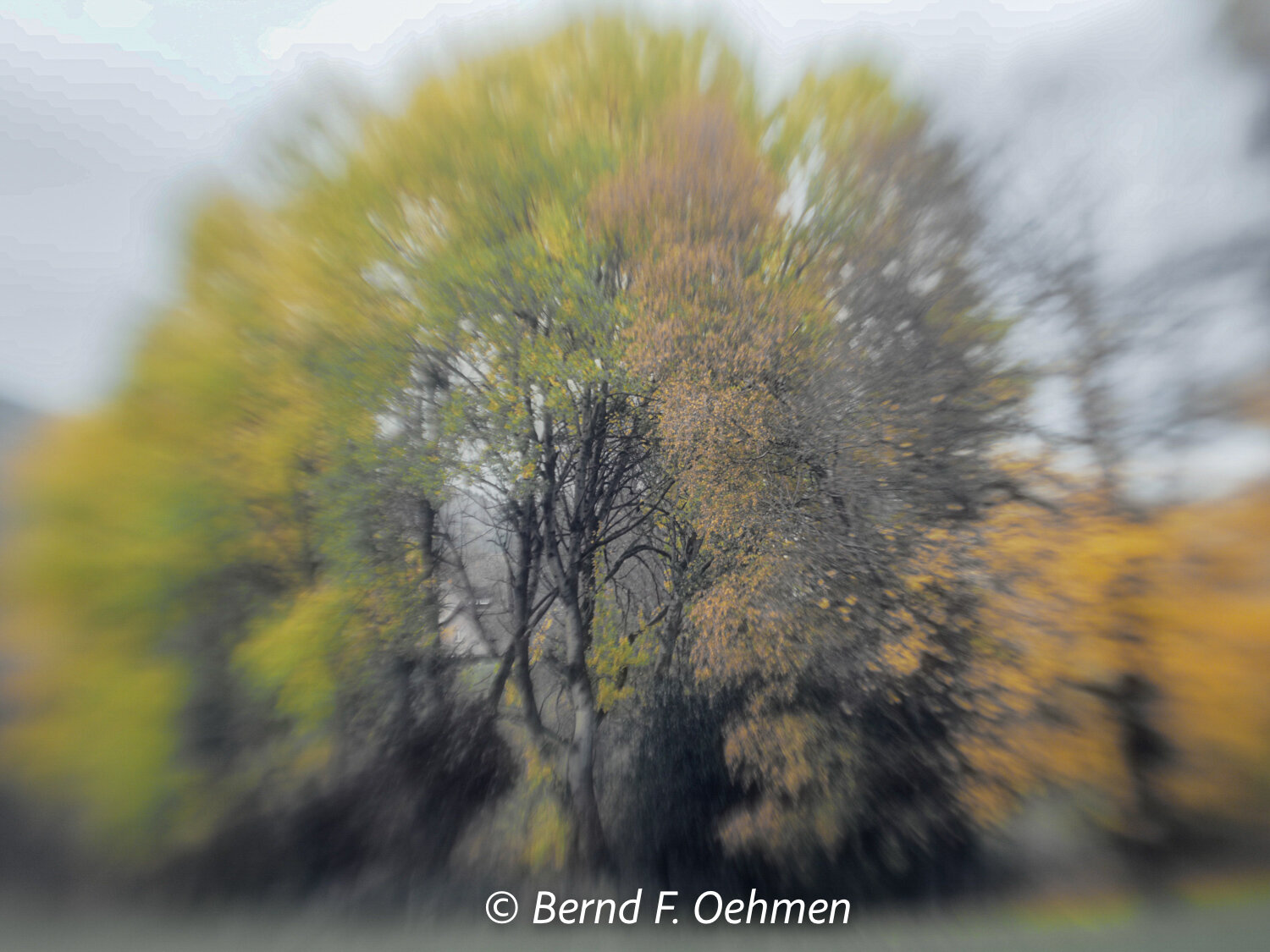 Herbstbaum
