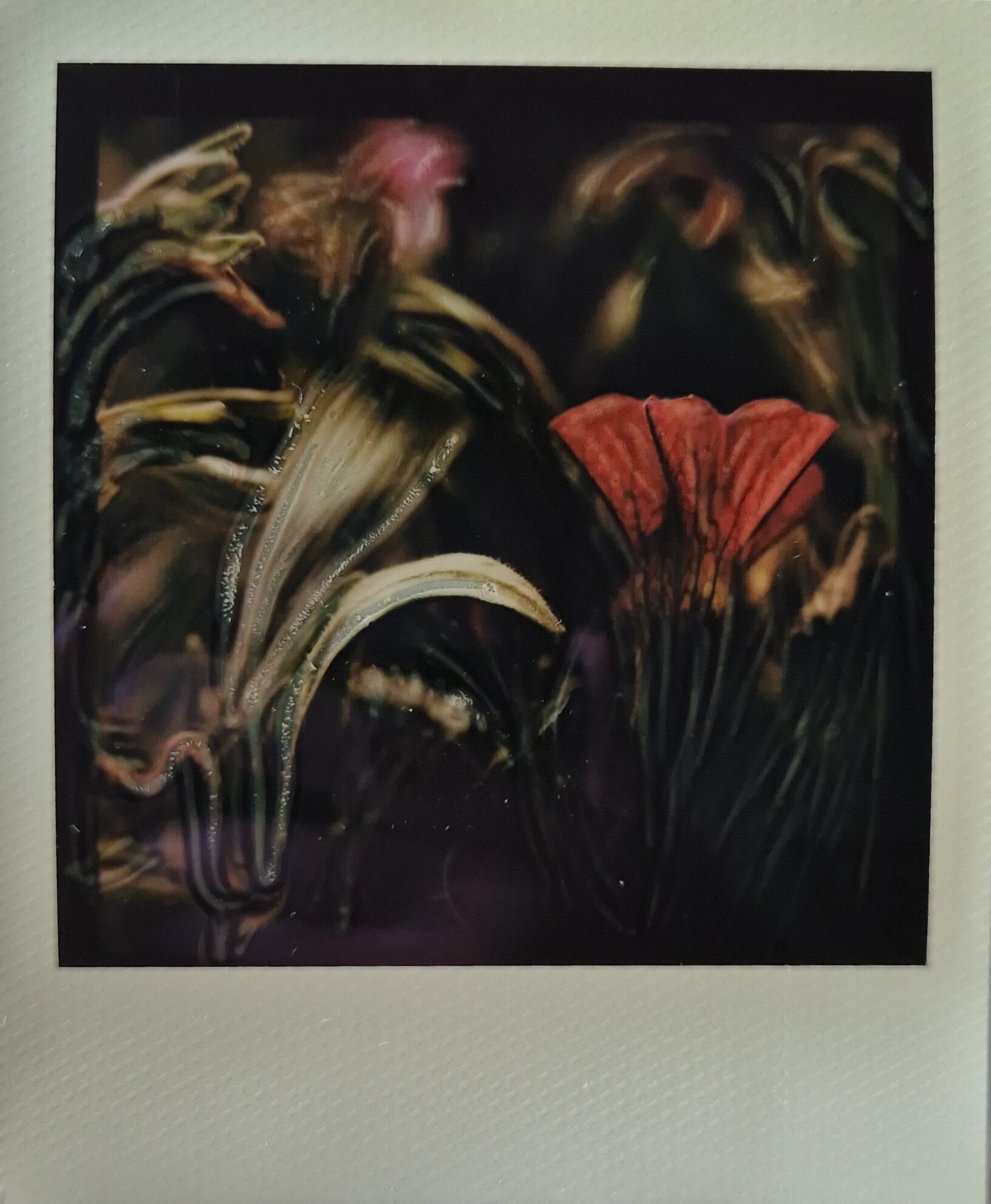 Blumen bei Nacht